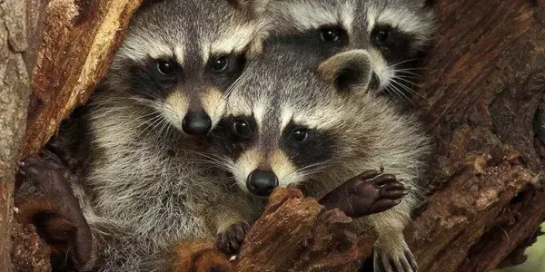 three raccoons in a tree