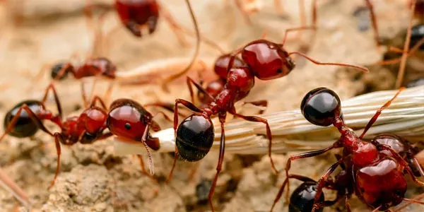 Ants outside home