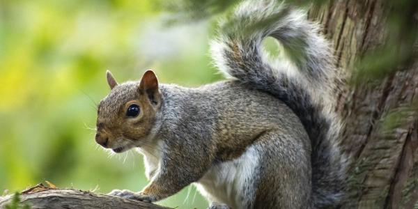 Squirrel Climbing on Branch