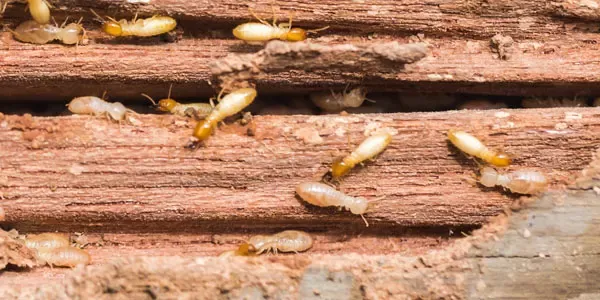 Termite treatment