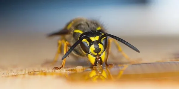 wasp crawling on wood