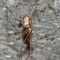 spiders in Wilmington. NC