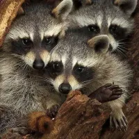 three raccoons in a tree