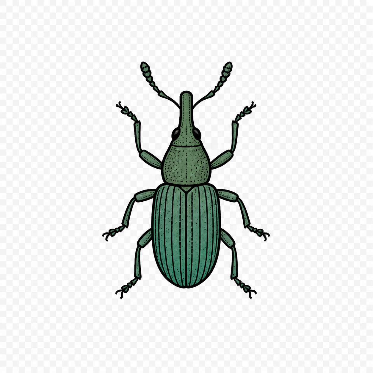 Pantry Pests