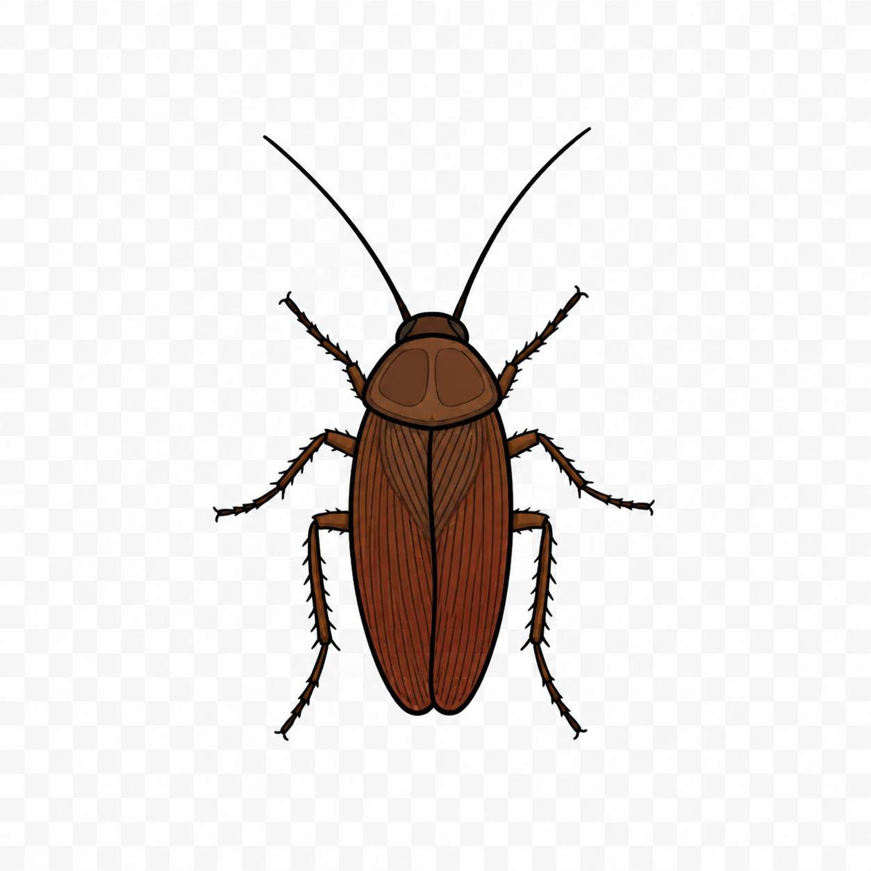 Roaches