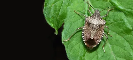 A stink bug on a leaf