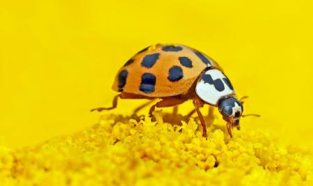 A asian lady beetle on a flower
