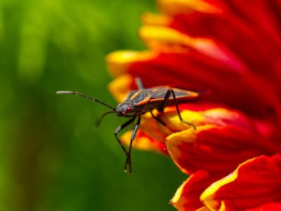 a boxelder bug on a flower
