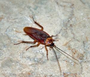 a roach on concrete