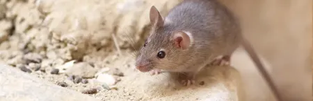 a mouse