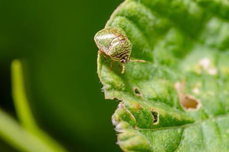 A kudzu bug on a leaf