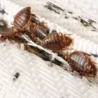 bed bugs on a bed