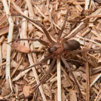 A brown recluse spider