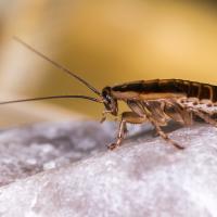 a german cockroach on a rock