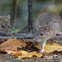 rodents in the fall