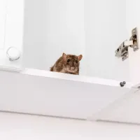 a mouse in a bathtub
