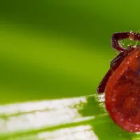 A tick on a leaf