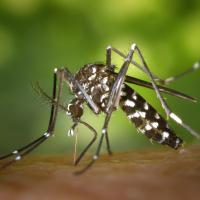 a mosquito on skin