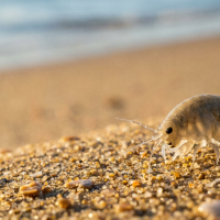 a close up image of a sand flea