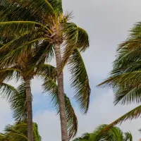palm trees blown by the wind of a hurricane