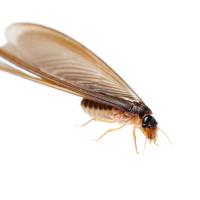 a termite swarmer close up