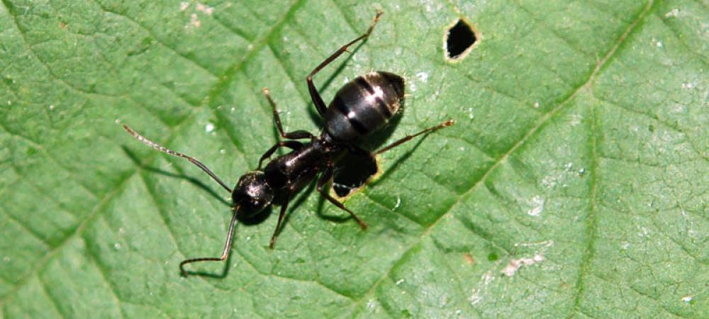 Argentine ant on a green leaf
