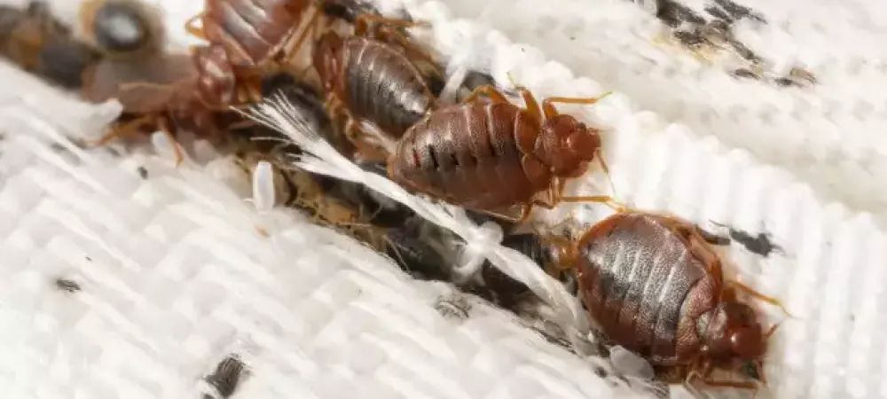 bed bugs on a bed