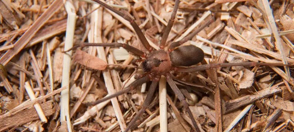 A brown recluse spider