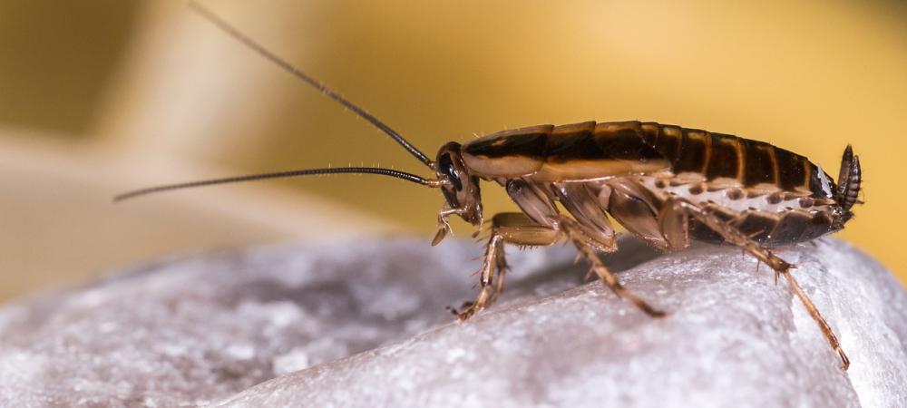 a german cockroach on a rock