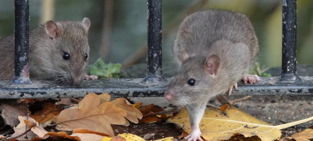rodents in the fall