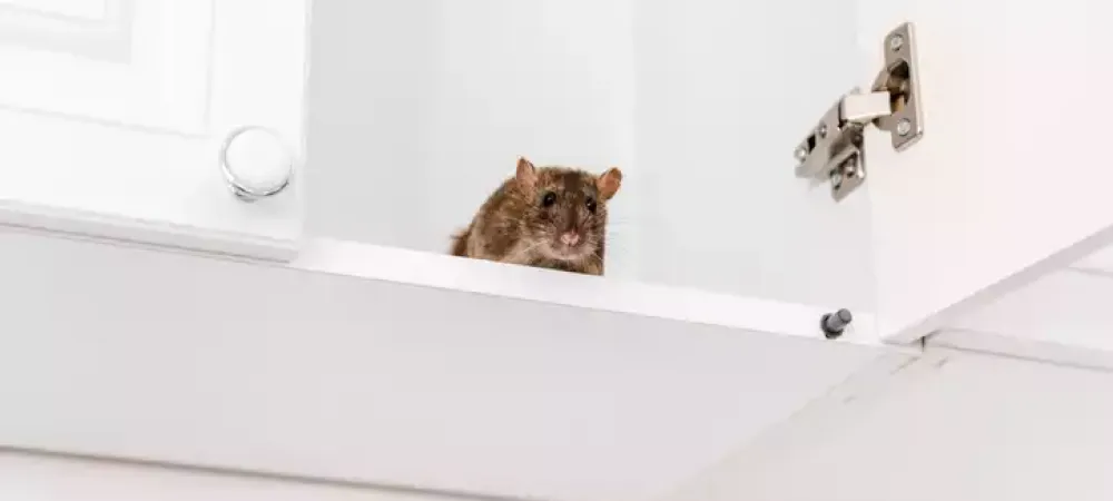 a mouse in a bathtub