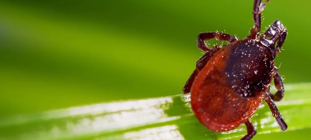 A tick on a leaf