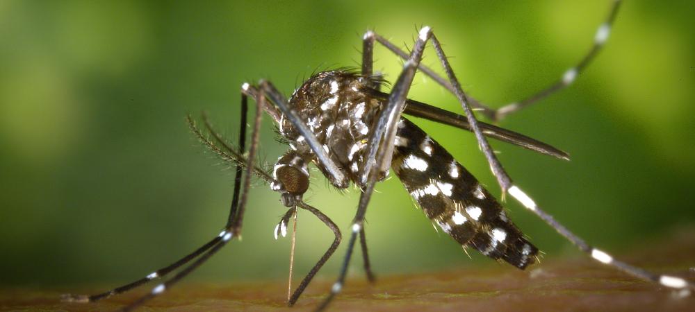 a mosquito on skin