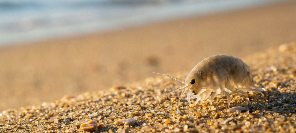 a close up image of a sand flea