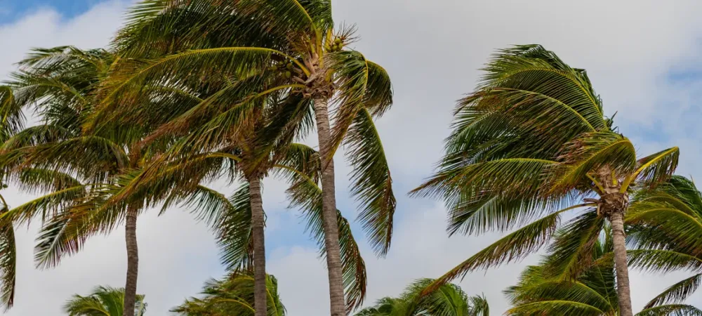 palm trees blown by the wind of a hurricane