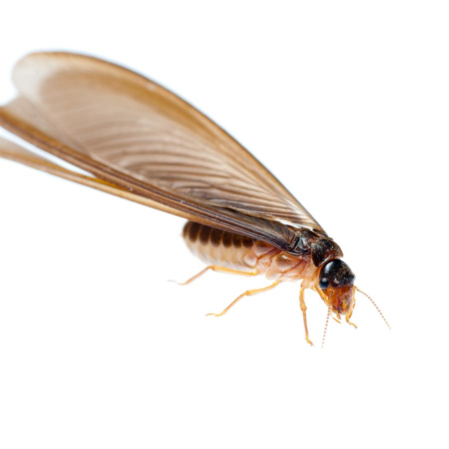 a termite swarmer close up