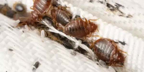 bed bugs on a bed