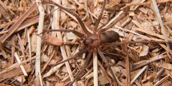 A brown recluse spider