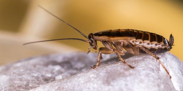 a german cockroach on a rock
