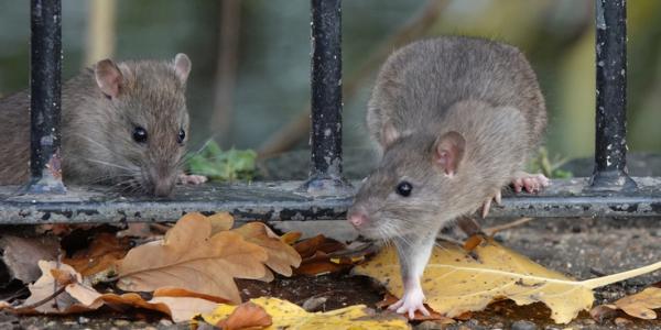 rodents in the fall
