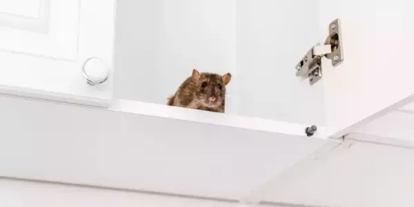 a mouse in a bathtub