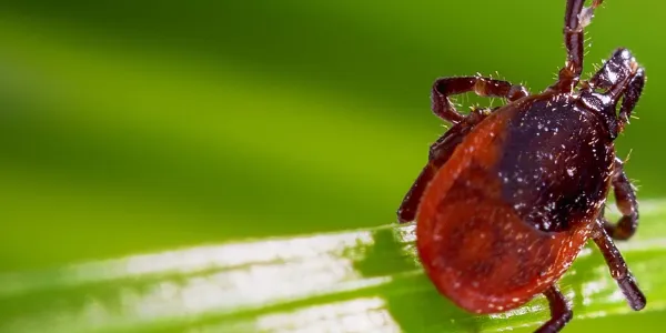 A tick on a leaf