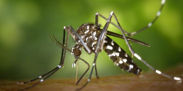 a mosquito on skin