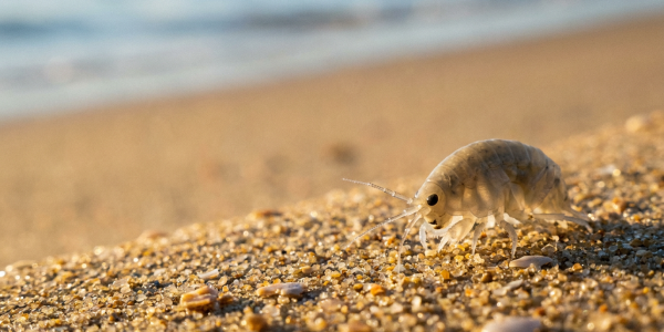 a close up image of a sand flea