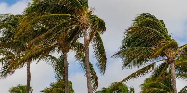 palm trees blown by the wind of a hurricane