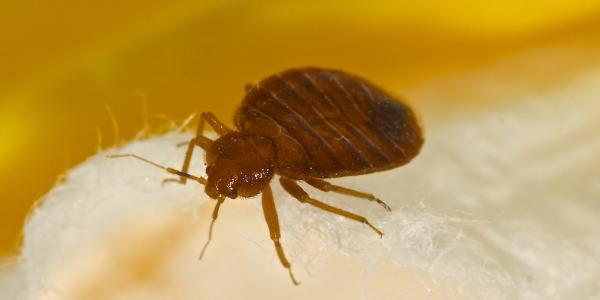 close up of a bed bug on a piece of furniture 