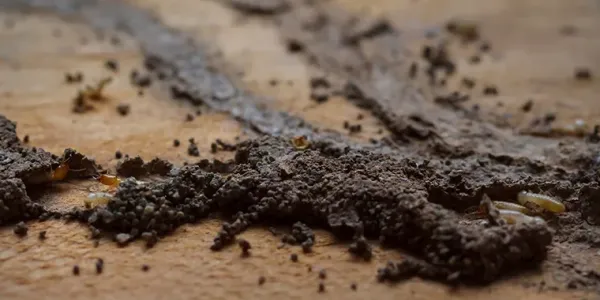 termite identification